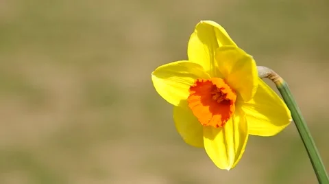 Flower daffodil Stock Footage 49722441