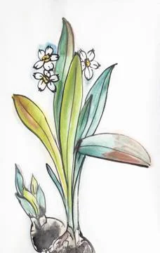 Flower daffodil with onion Illustrazione stock