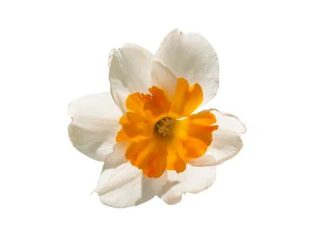 Flower of a daffodil on a white background. Stock Illustration