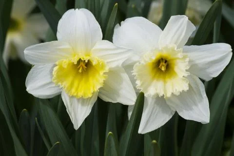 Flower daffodils Foto stock