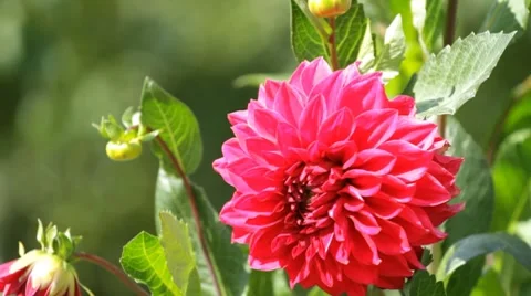 Flower of dahlia Stock Footage 8553695