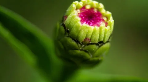Flower Dahlia.Close up. Macro Video stock 49705261