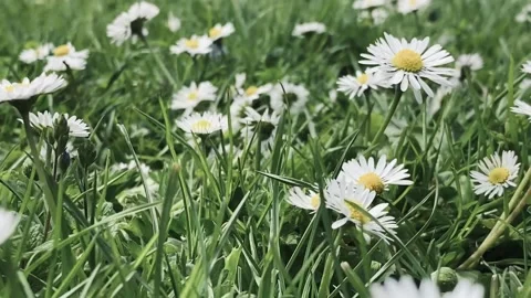 Flower Daisies in grass Stock Footage 153876433