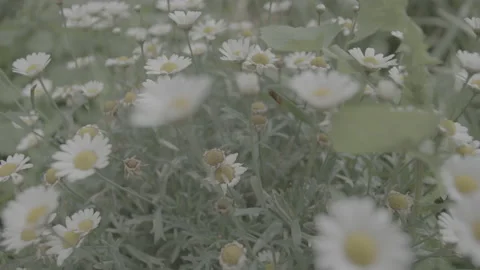 FLOWER DAISIES MOVING IN THE WIND NATURAL GRASS Stock Footage 176456674