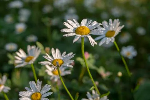 Flower daisy close-up macro with droplets of rain water dewdrop on a blue bac Stock Photos