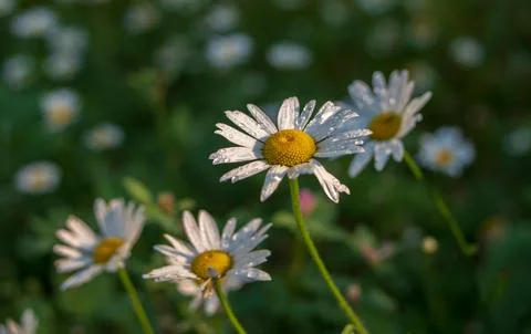 Flower daisy close-up macro with droplets of rain water dewdrop on a blue b.. Stock Photos