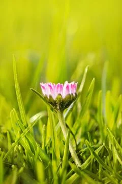 Flower daisy  in grass Stock Photos