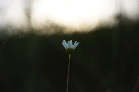 Flower, daisy, grass Stockfoto's