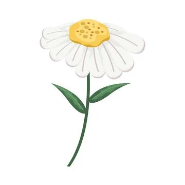 Flower daisy white Stock Illustration