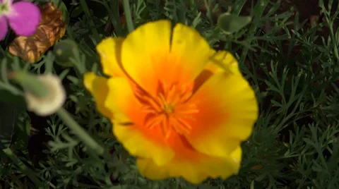 Flower dance in the air Stock Footage 35736002