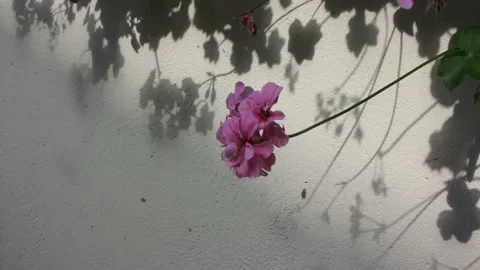 Flower dancing with the wind Stock Footage 210154478