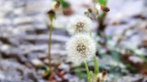 Flower dandelion Stock-Footage 90475452