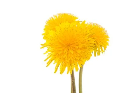 Flower of dandelion isolated Stock Photos