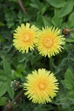 Flower dandelion Stock Photos