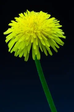 Flower dandelion Stock-Fotos