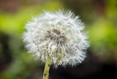 Flower of dandelion Stock Photos