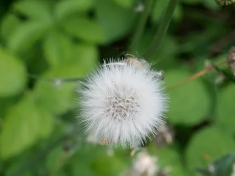 Flower of dandelion Stock Photos