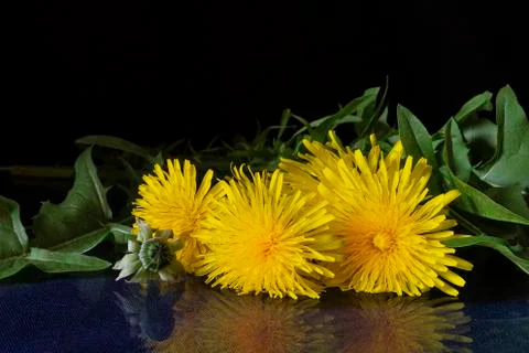Flower dandelion with reflection on black background Stockfoto's