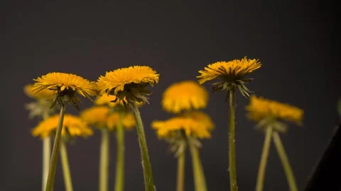 Flower dandelion wild flower Video stock 273698555