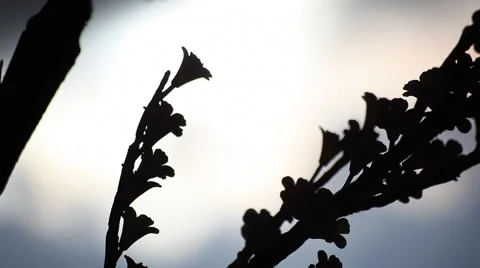 Flower in the dark Stock Footage 42908435