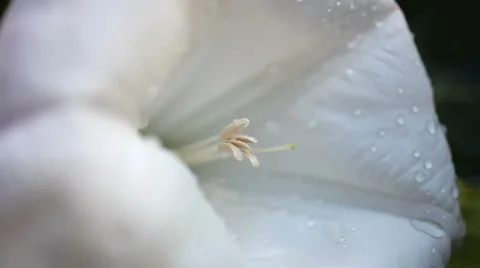 Flower Datura Stock Footage 1012815