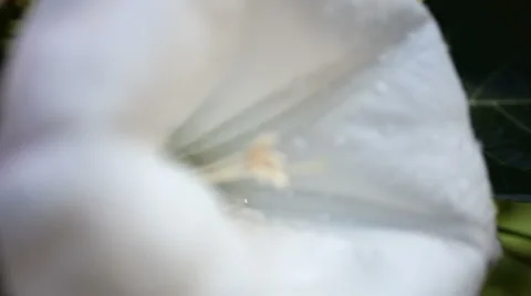 Flower Datura Stock Footage 1012822