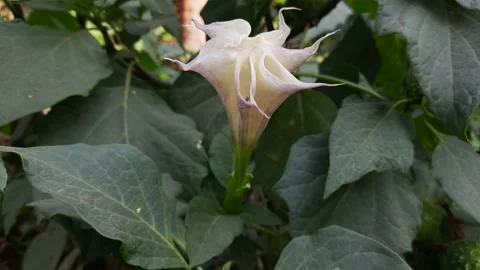 Flower of datura. Stock Footage 155697502