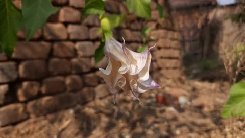 Flower of datura. Stock Footage 155697872