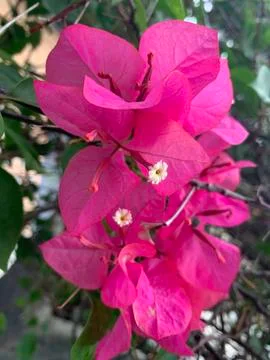 Flower December  Foto stock