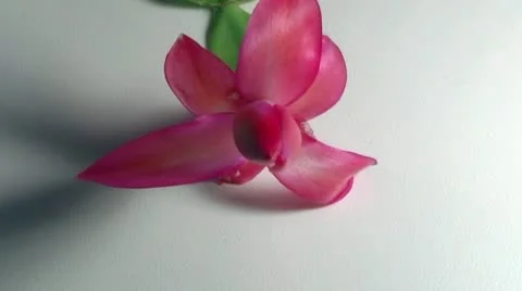 Flower Decembrist Stock Footage 10573390