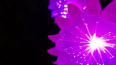 Flower decoration lights Stock Footage 260521105