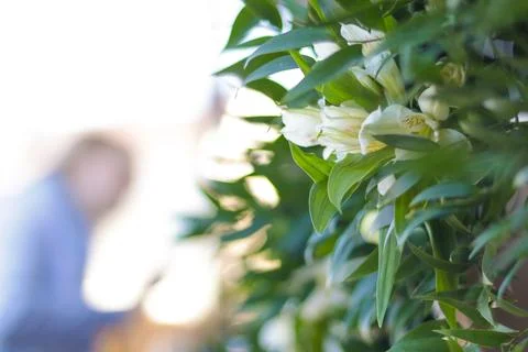 Flower decorations for home, decorative elements Stock Photos