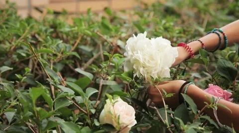 Flower decorations on the wedding Stock Footage 57482685
