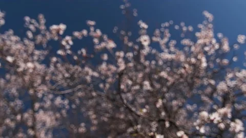 Flower Defocus to focus Stockbeeldmateriaal 133442989