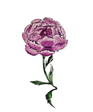 Flower delicate pink Stock Illustration