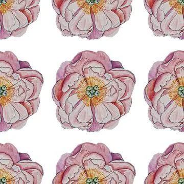 Flower delicate pink Stock Illustration