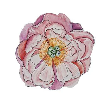 Flower delicate pink Stock Illustration