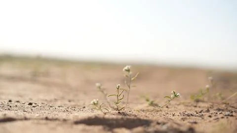 Flower in the desert Stock Photos