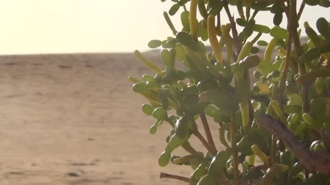 Flower in the dessert Stock Footage 157700984