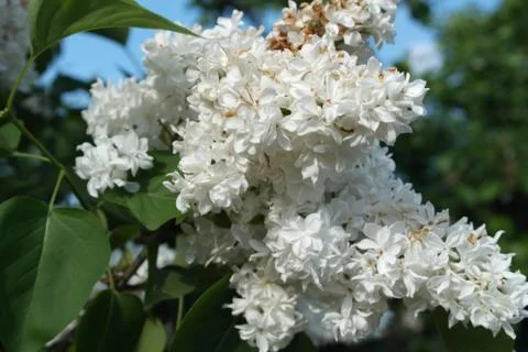 Flower detail 写真素材