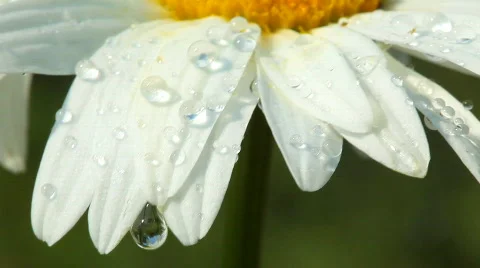 Flower with dew Stock Footage 789160