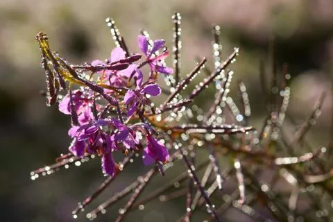 Flower with dew Stock Photos
