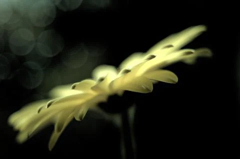 A flower at a different angle Stock Photos