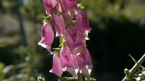 Flower digitalis Stock Footage 39802853