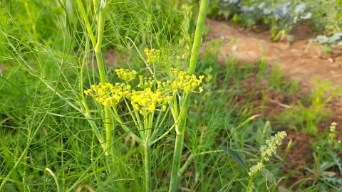 Flower of dill. Stock Footage 149885373