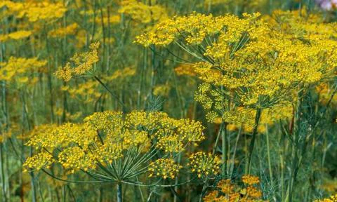 Flower of dill. 写真素材