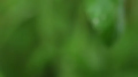 Flower disease Stock Footage 131848114