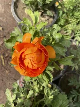 A flower does not think of competingit just blooms. yellow, flower, leaves,.. Foto stock