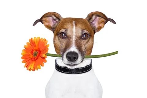 Flower dog Stock Illustration