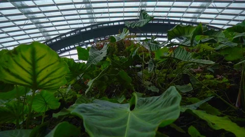 Flower Dome And Cloud Forest in Singapore Stock Footage 116105014